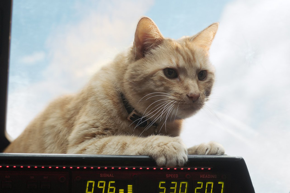 Гуся в «Капитане Марвел» сыграли четыре настоящих и один плюшевый кот