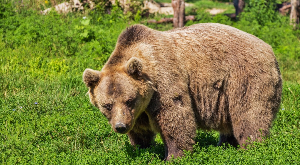 Миллиардер и депутат Игорь Редькин застрелил человека, перепутав его с медведем